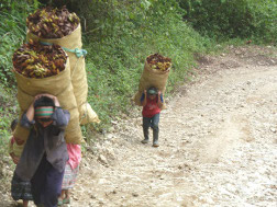 Mayans carrying loads bigger than 
they are!